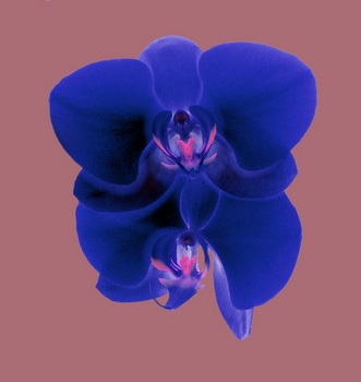 F 035H